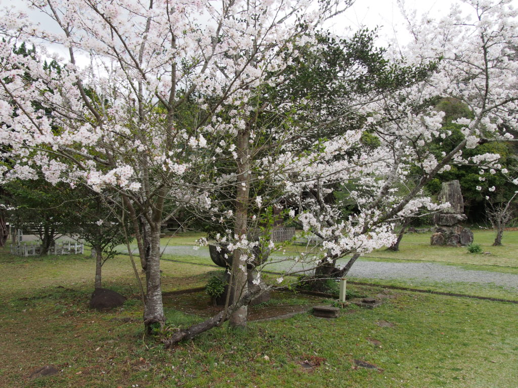 人吉市の桜