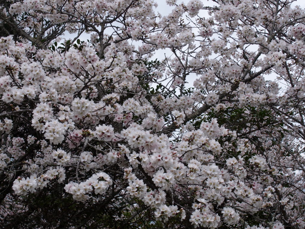 人吉市の桜